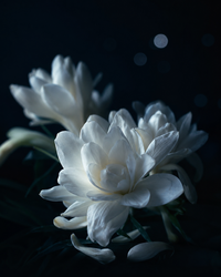 Fleur astrale